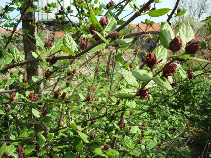 DSC00933 CALYCANTHUS FLORIDUS - ARBORI FRUCTIFERI SI ARBUSTI ORNAMENTALI