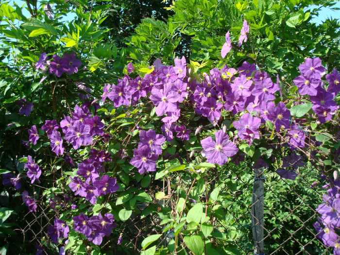 DSC01146 CLEMATIS VITICELLA