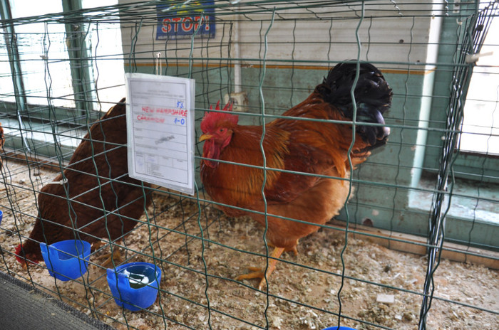 DSC_0469 - PASARILE MELE IN EXPOZITIA DE LA SIBIU 2012