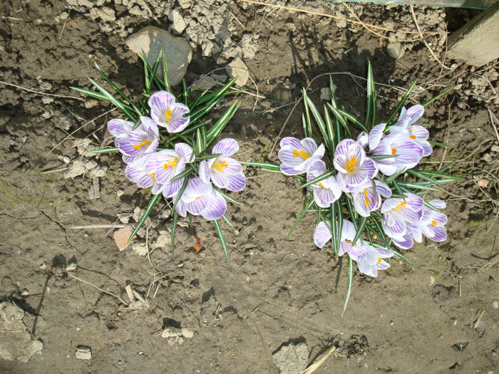 006 CROCUS VERNUS - FLORI IN GRADINA MEA