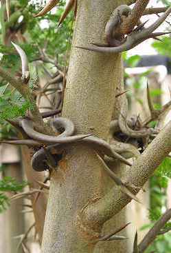 bull horn acacia - 1-de vanzare 2019-2020- SEMINTE TROPICALE RARE