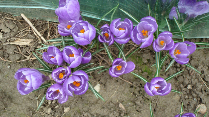 DSC00746 CROCUS VERNUS; BRINDUSA DE PRIMAVARA
