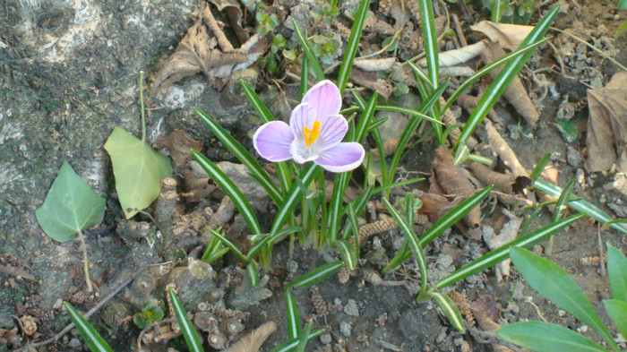 DSC00752 CROCUS VERNUS; BRINDUSA DE PRIMAVARA
