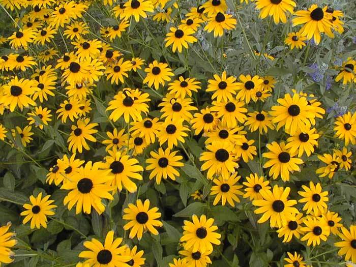 rudbeckia hirta - a- copaci si plante diverse pt Romania