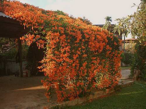 pyrostegia ignea - 1-de vanzare 2019-2020- SEMINTE TROPICALE RARE