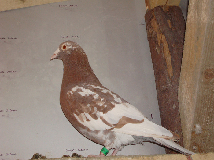 DSC08259 - meulemans