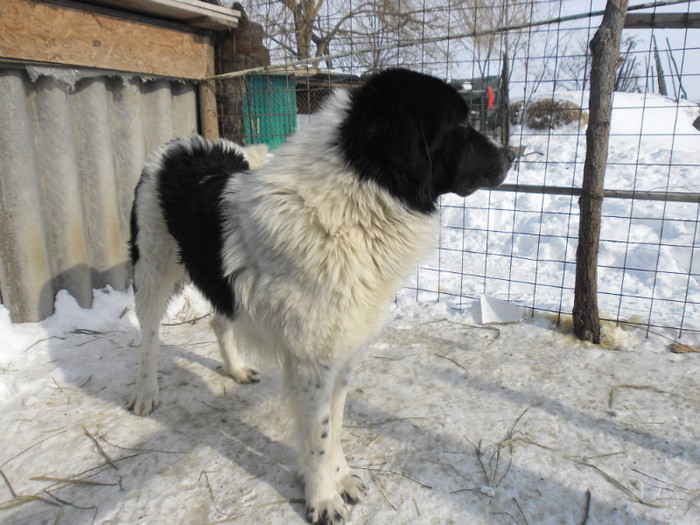 MAX 2,8 ANI - CAINI MEI BUCOVINENI