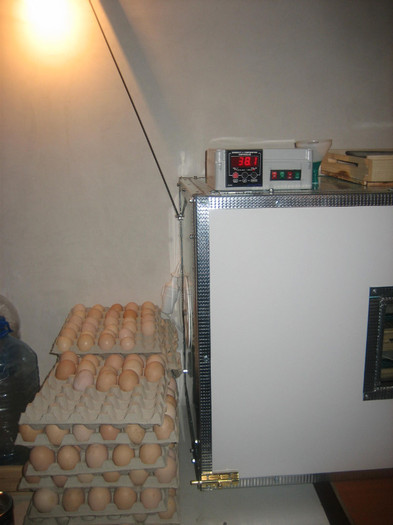 De vanzare - cca 600 oua - Incubatoare profesionale