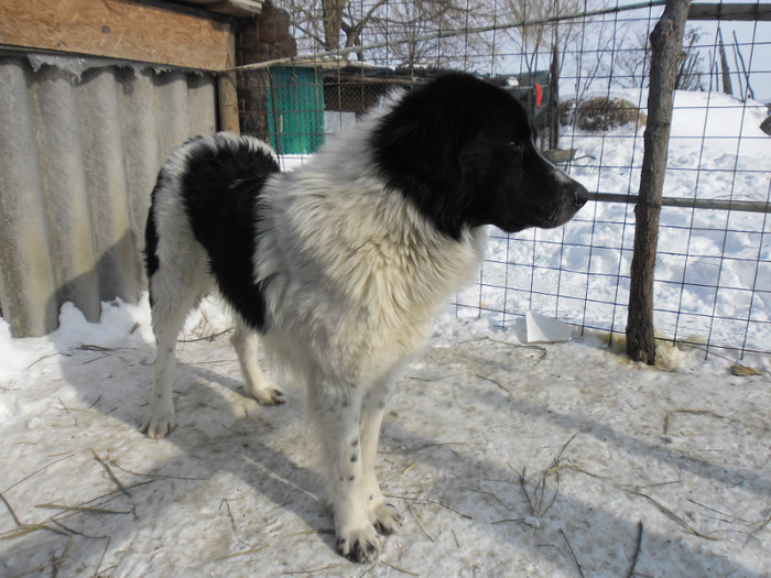 MAX 2,8 ANI - CAINI MEI BUCOVINENI