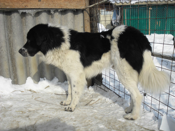 MAX 2,8 ANI - CAINI MEI BUCOVINENI