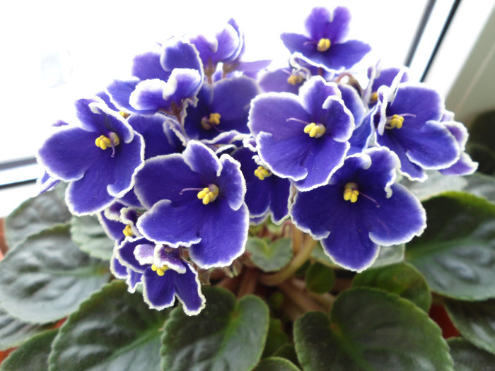 Violete 26 - violete