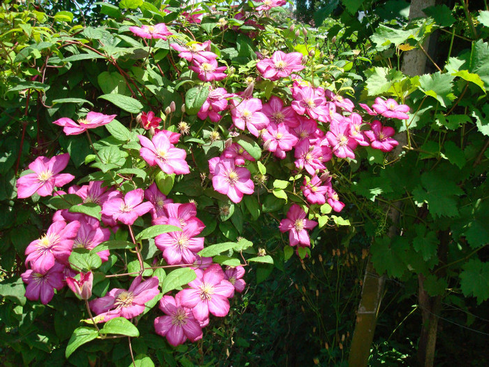 DSC00113 CLEMATIS VITICELLA - ARBORI FRUCTIFERI SI ARBUSTI ORNAMENTALI