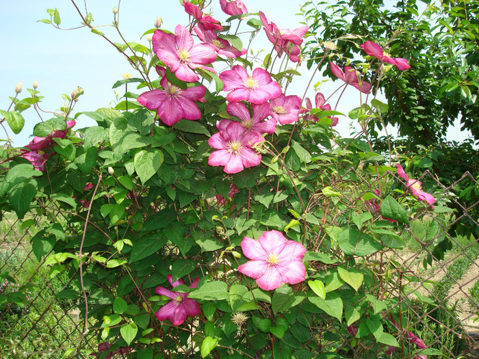 DSC01076 CLEMATIS VITCELLA - ARBORI FRUCTIFERI SI ARBUSTI ORNAMENTALI