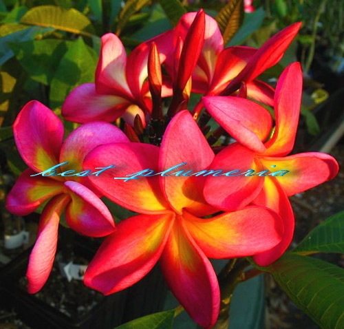 beauty-bea - PLUMERIA asa vor arata