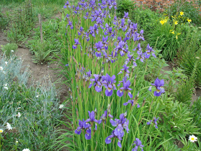 DSC01037 IRIS SIBIRICA