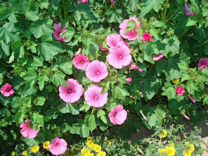 DSC00109 LAVATERA TRIMESTRIS - FLORI IN GRADINA MEA