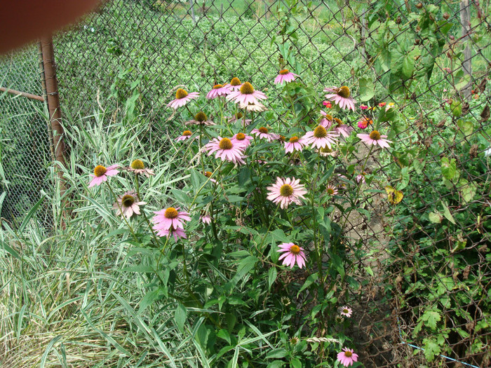 DSC00196 ECHINACEA PURPUREA - FLORI IN GRADINA MEA