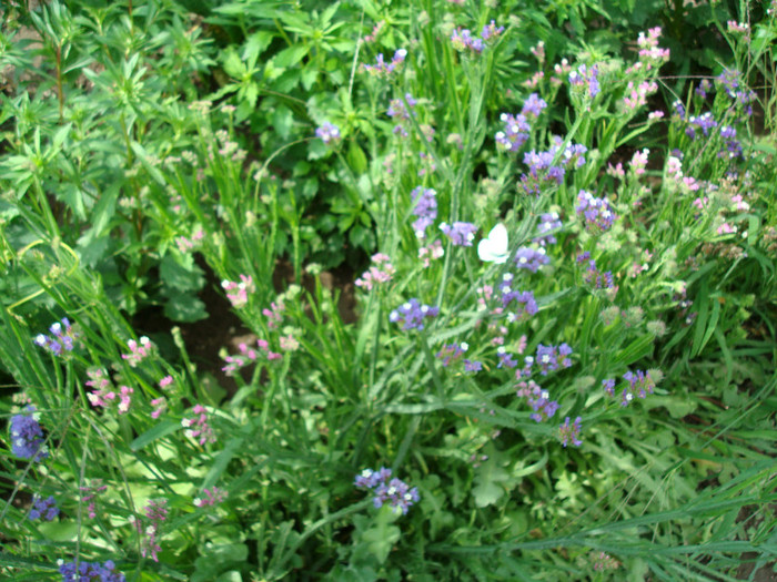 DSC00198 LIMONIUM SINUATUM - FLORI IN GRADINA MEA