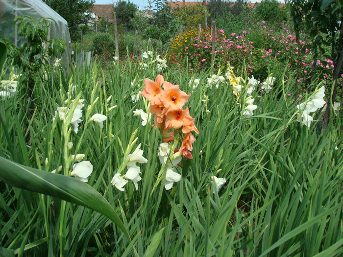 DSC00203 - FLORI IN GRADINA MEA