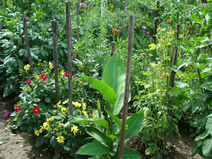 DSC00205 DALIE PITICA - FLORI IN GRADINA MEA