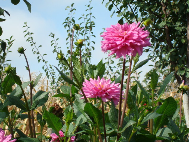 DSC00433 DAHLIA VARIBILIS hib. - FLORI IN GRADINA MEA
