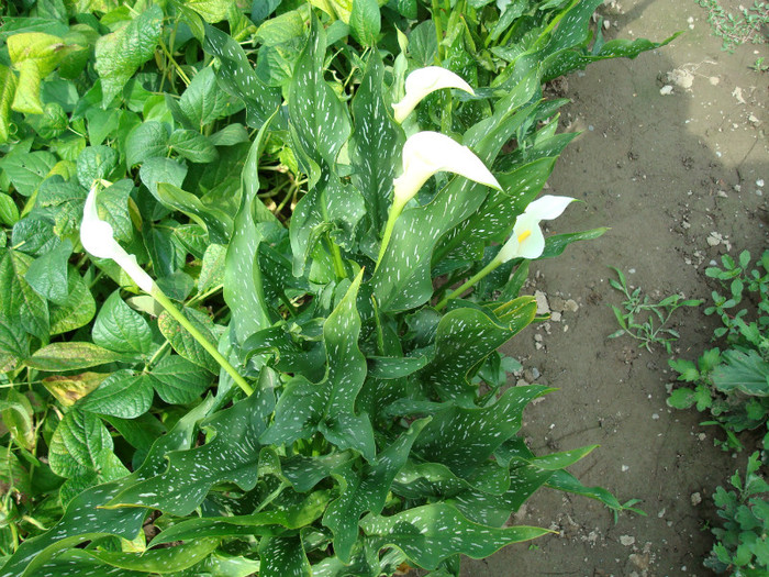 DSC00207 - FLORI IN GRADINA MEA