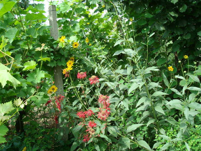 DSC00211 MONARDA DIDYMA - FLORI IN GRADINA MEA
