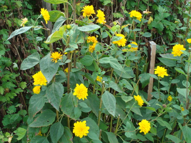 DSC00422 - FLORI IN GRADINA MEA