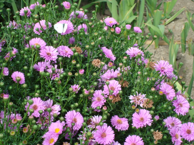 DSC00423 - FLORI IN GRADINA MEA