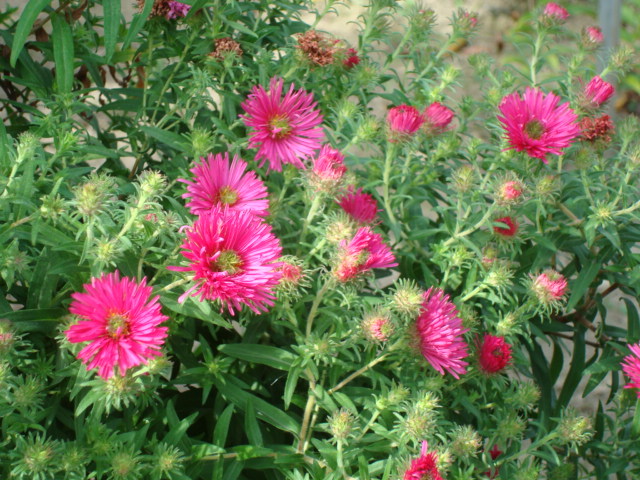 DSC00424 ASTER DUMOSUS - FLORI IN GRADINA MEA
