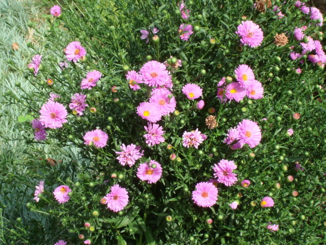 DSC00425 ASTER DUMOSUS - FLORI IN GRADINA MEA