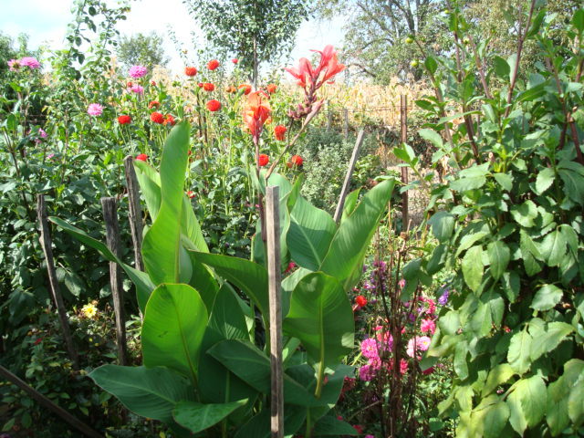 DSC00431 CANNA INDICUM - FLORI IN GRADINA MEA