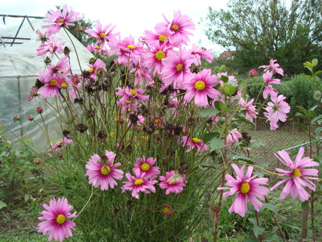 DSC00446 - FLORI IN GRADINA MEA