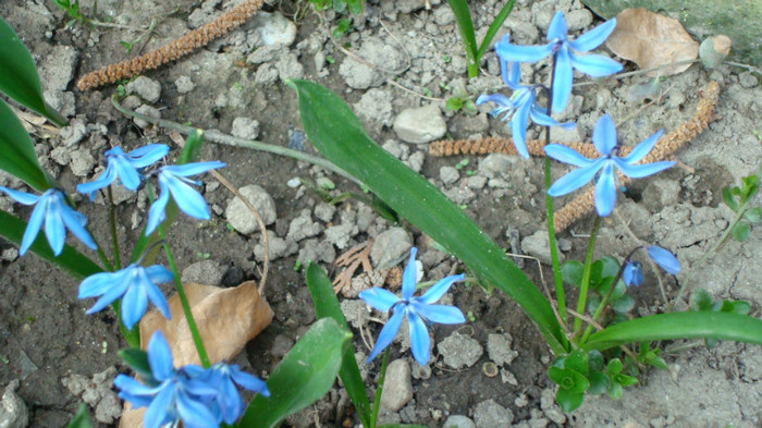 DSC00758 SCILLA BIFOLIA - FLORI IN GRADINA MEA