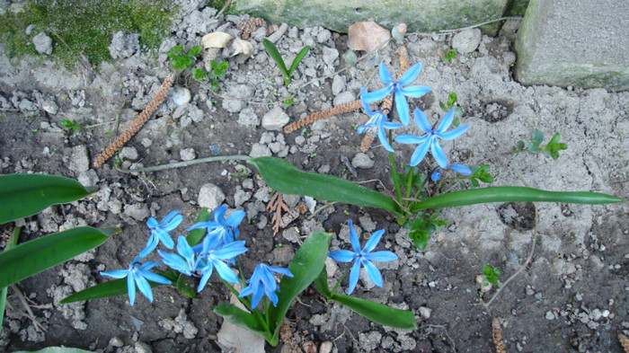 DSC00759 SCILLA BIFOLIA - FLORI IN GRADINA MEA