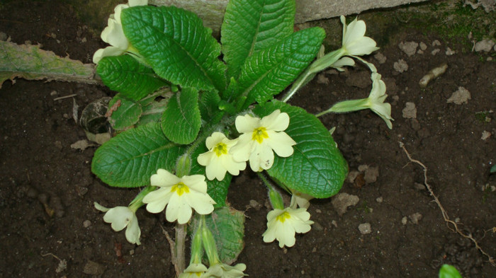 DSC00762 PRIMULA VERIS - FLORI IN GRADINA MEA