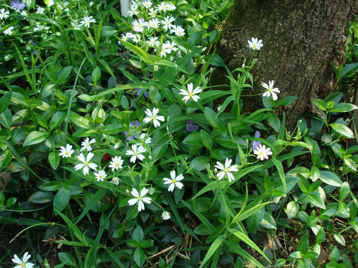 DSC00889 STELARIA HOLOSTEA - FLORI IN GRADINA MEA