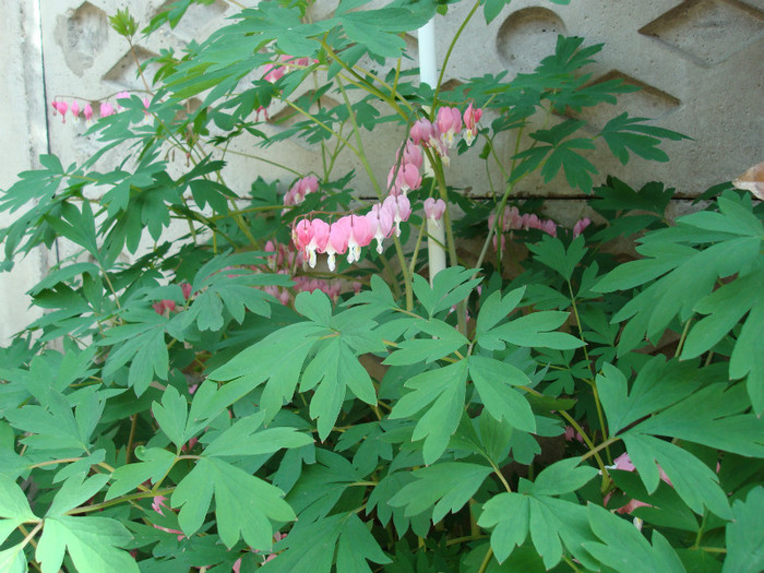 DSC00892 DICENTRA SPECTABILIS - FLORI IN GRADINA MEA