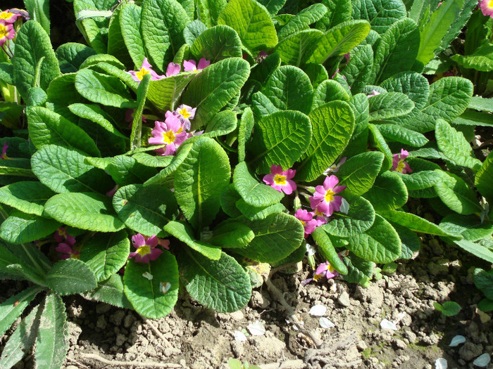 DSC00898 PRIMULA - FLORI IN GRADINA MEA