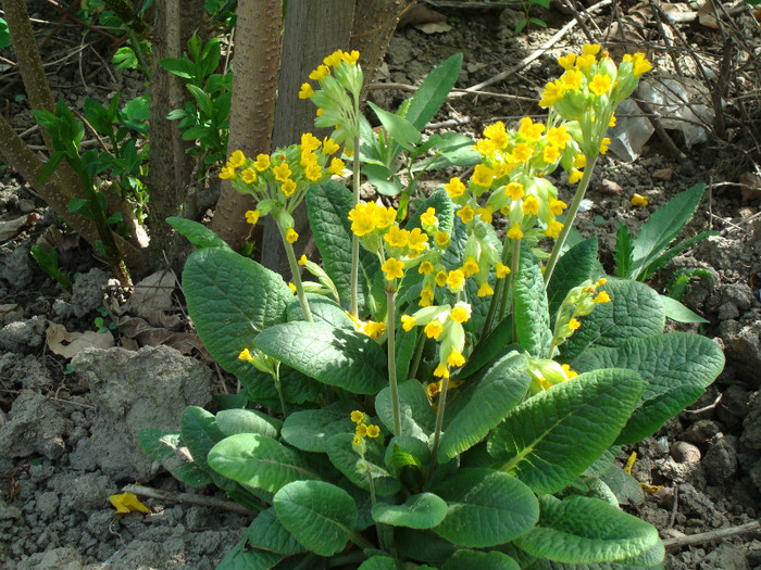 DSC00901 PRIMULA - FLORI IN GRADINA MEA