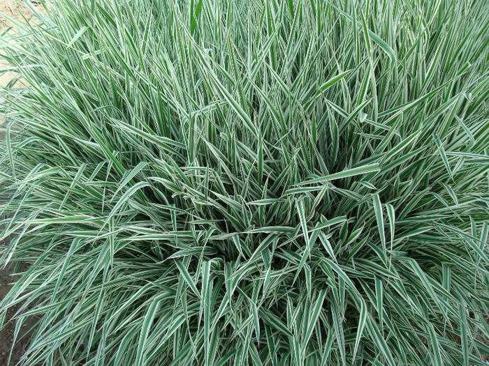 DSC00918 PHALARIS ARUNDINACEA - FLORI IN GRADINA MEA