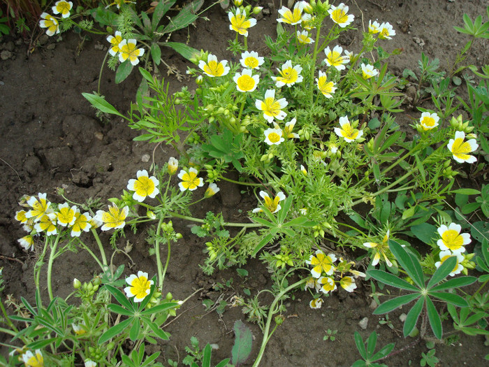 DSC01034 LIMNANTHES DOUGLASII - FLORI IN GRADINA MEA