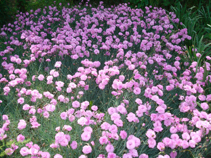 DSC01074 DIANTHUS PLUMARIUS - FLORI IN GRADINA MEA