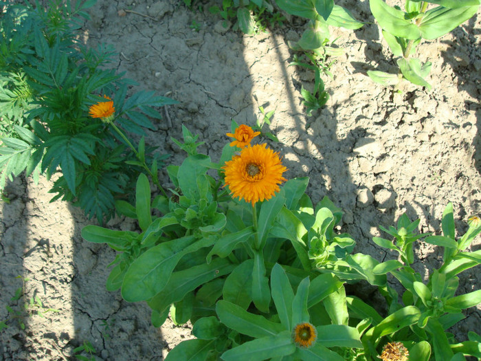 DSC01136 - FLORI IN GRADINA MEA