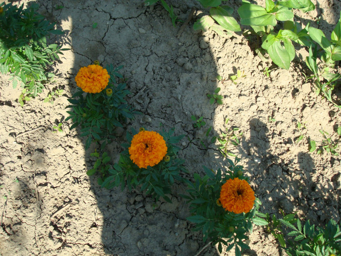 DSC01138 TAGETES HIBRID - FLORI IN GRADINA MEA