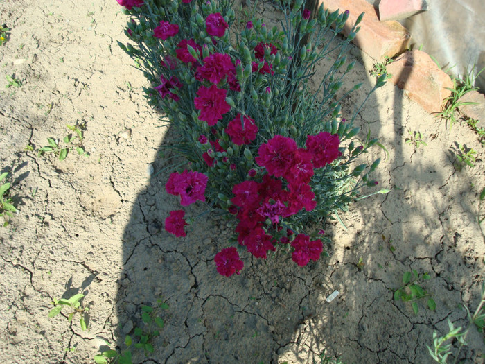 DSC01140 DIANTHUS CARYOPHYLLUS - FLORI IN GRADINA MEA