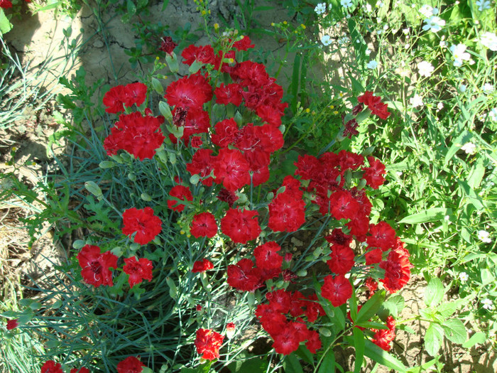 DSC01141 DIANTHUS CARYOPHYLLIUM - FLORI IN GRADINA MEA