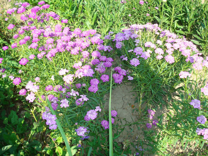 DSC01147 - FLORI IN GRADINA MEA