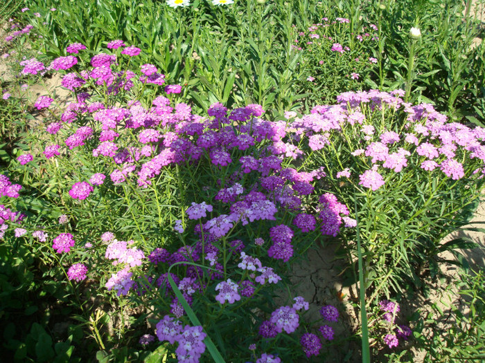 DSC01148 - FLORI IN GRADINA MEA