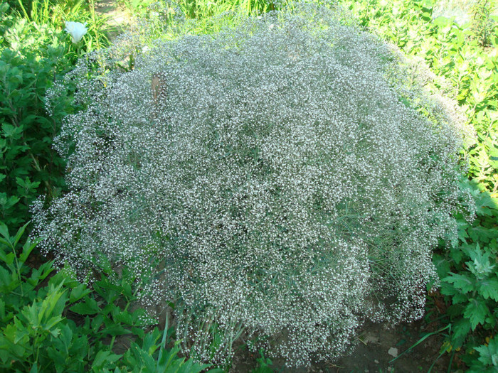 DSC01149 - FLORI IN GRADINA MEA